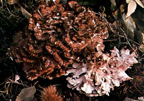  Image name: Barbagino.jpg 
 width: 500 pixel 
 height: 350 pixel 
 Size: 27540 bytes 
 Click to enlarge 